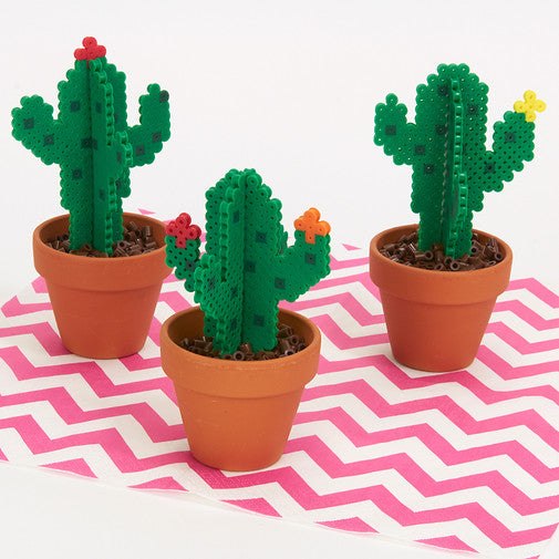Blooming Cacti